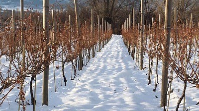 Torelló Mountain Wines: quan el viticultor es converteix en heroi